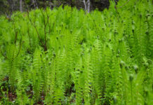 Norske bregner til norske anlegg