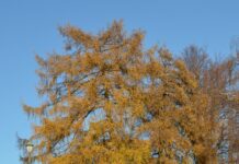 Larix decidua – høstgylne trær fra europeiske fjell