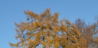 Larix decidua – høstgylne trær fra europeiske fjell