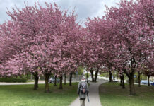 Om å sette pris på trærnes skjønnhet