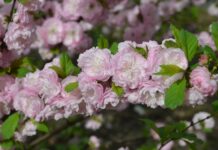 Rosemandel (Prunus triloba Lindl.)