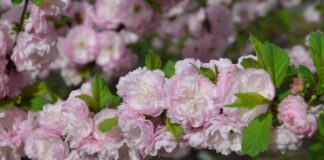 Rosemandel (Prunus triloba Lindl.)