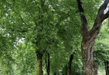 Trær og gravplasser