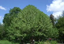 Duetre (Davidia involucrata Baill.)