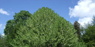 Duetre (Davidia involucrata Baill.)