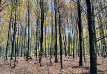 Atmosfære og sanselighet i byens uterom