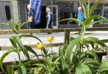 ViNN – vegetasjon i Nord-Norge