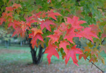 Sukkerlønn (Acer saccharum Marsh)