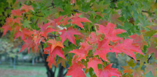Sukkerlønn (Acer saccharum Marsh)