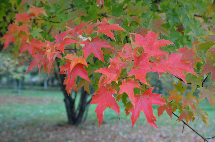 1. Acer_saccharum_høst_Ås