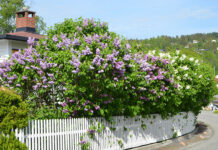 Plantepioner: Ogier Ghiselin de Busbecq (1522-92)