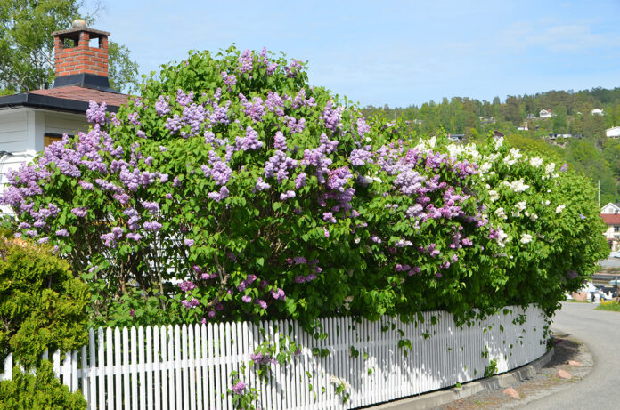 Syringa_vulgaris_Holmsbu1