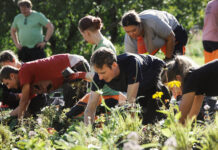 Robuste og vakre staudeblandinger for et klima i endring