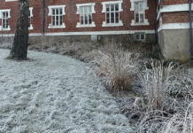 Norske viltvoksende stauder – med fokus på vinterkarakter