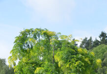 Gleditsia triacanthos ‘Sunburst’ – korstorn med gylne vårblader