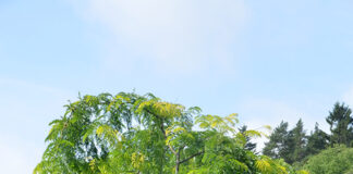 Gleditsia triacanthos ‘Sunburst’ – korstorn med gylne vårblader