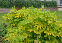 Sambucus nigra – kultivarer med avvikende bladfarger