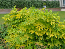 Sambucus nigra – kultivarer med avvikende bladfarger