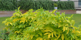 Sambucus nigra – kultivarer med avvikende bladfarger