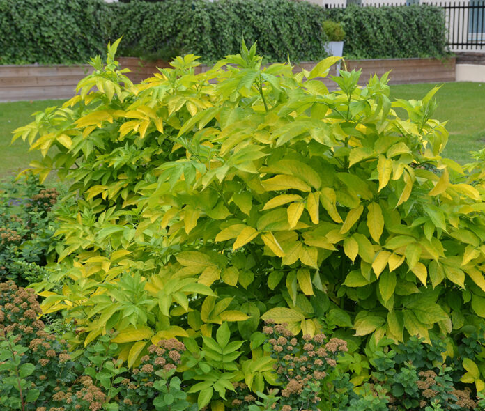 Sambucus_nigra_gulbladet_cv_Malmö_red