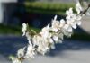 Prunus domestica ssp. insititia – forvillet plomme