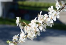 Prunus domestica ssp. insititia – forvillet plomme