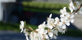 Prunus domestica ssp. insititia – forvillet plomme