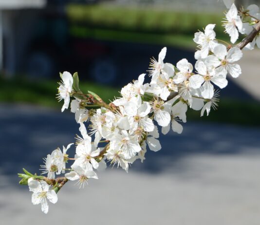 Prunus domestica ssp. insititia – forvillet plomme