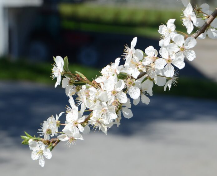 Prunus_domestica_insititia_bls_NMBU3red