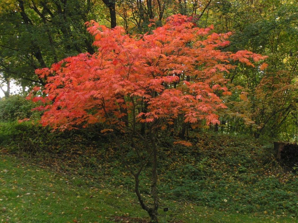 Ett av de treslagene som virkelig imponerer med flott høstfarge, er japanlønn. Bladene har nærmest selvlysende, rød farge. Høstfargen er årviss, og selv om trærne ikke blir så store, lyser de virkelig opp i omgivelsene.