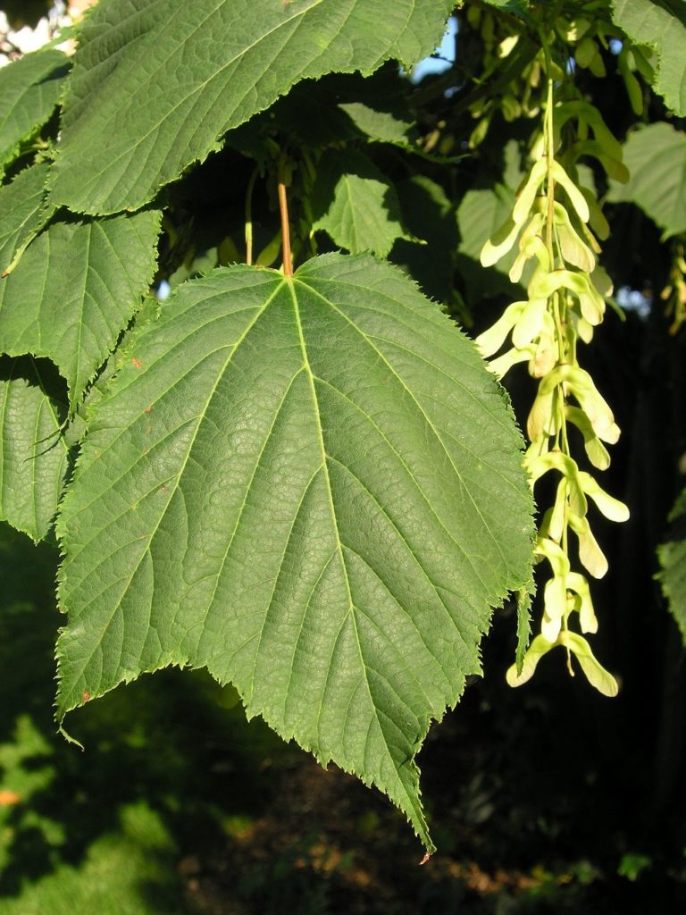 Acer pensylvanicum – trær med flere stammer og stripete bark