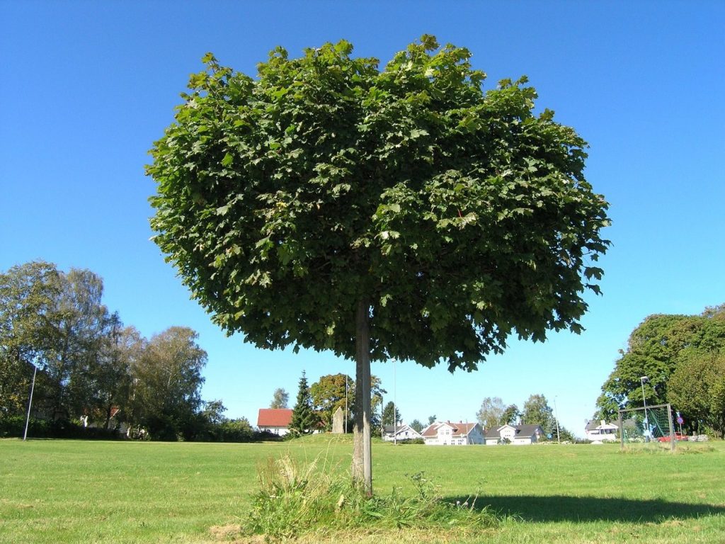 Acer platanoides ‘Globosum’ – spisslønn med kuleformet krone
