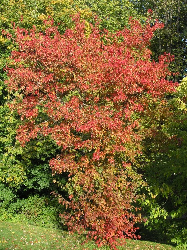 Acer tataricum ssp. ginnala – en fargerik lønn for innlandsstrøk