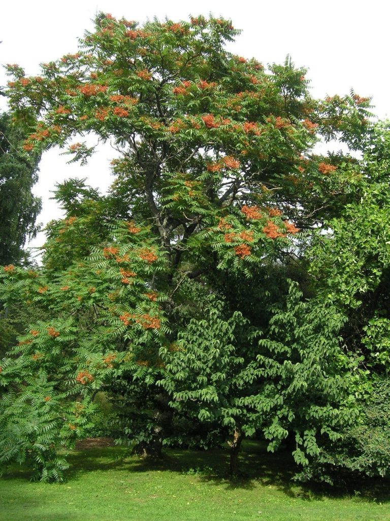 Ailanthus altissima – eksotisk, men spredningsvillig