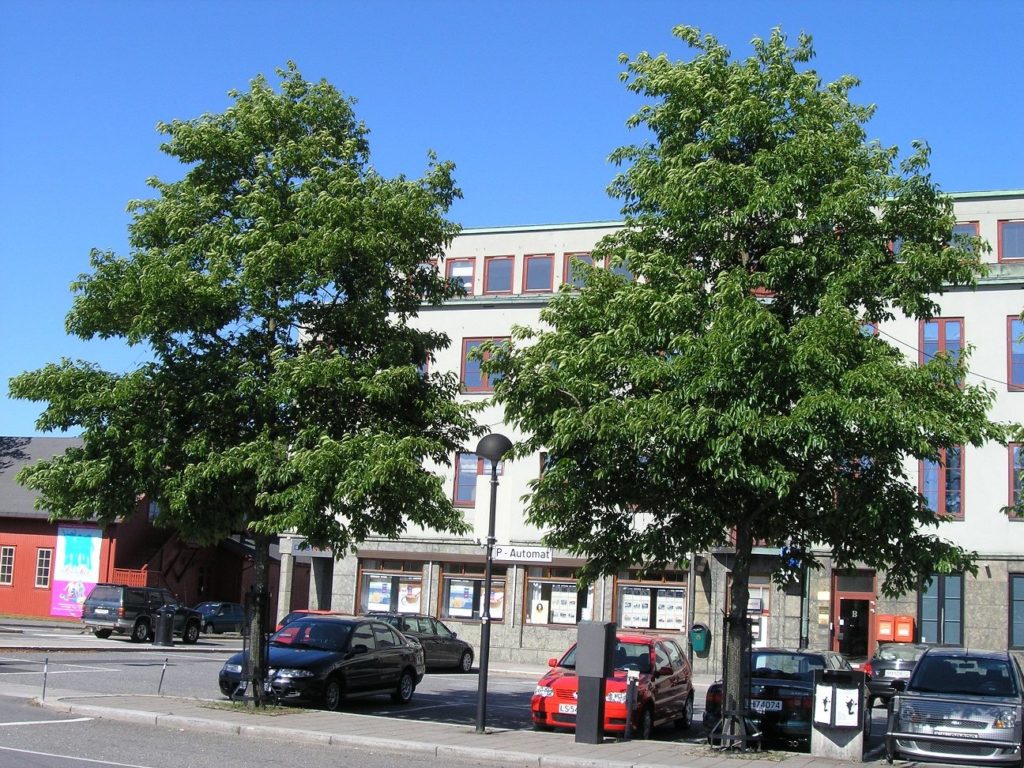 Alnus x spaethii – frodige oretrær for gatemiljø