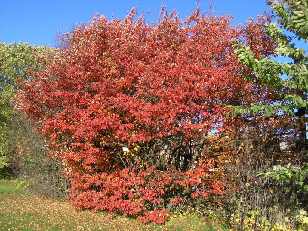 Amelanchier laevis – lite tre eller stor busk med rødlig pryd