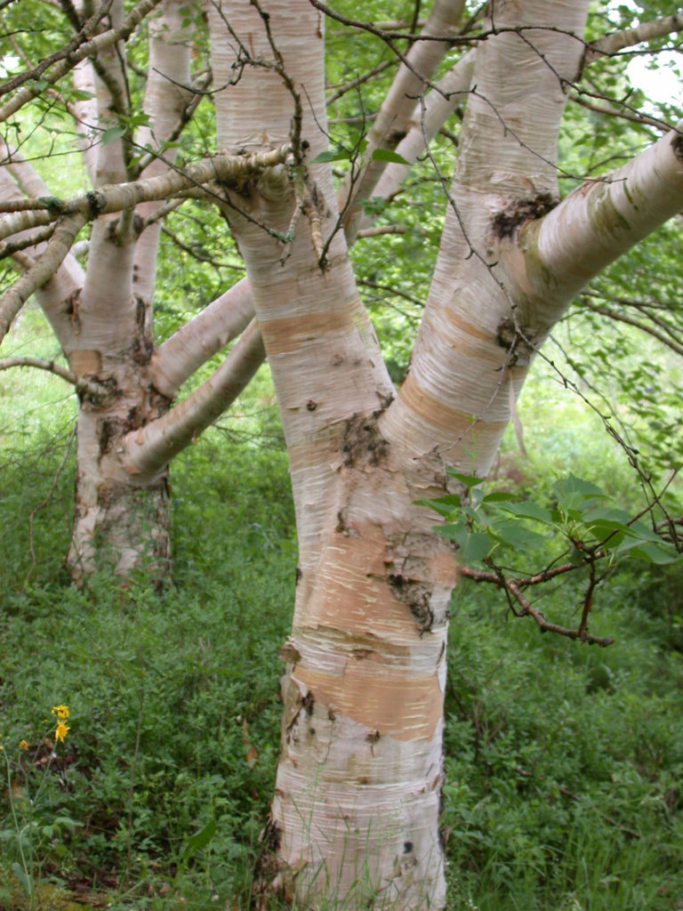 Betula ermanii – østlig bjørk med vakker stammebark