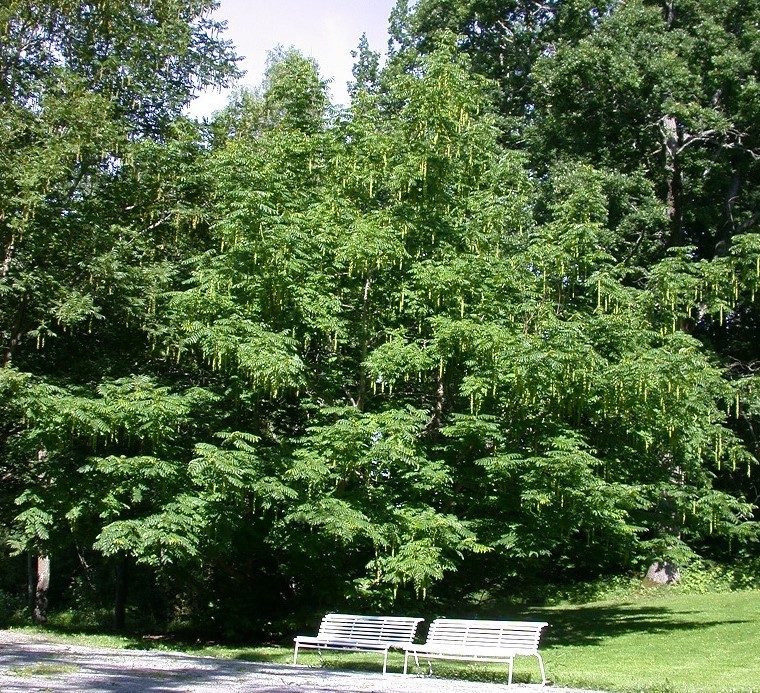 Pterocarya fraxinifolia – vingenøtter i hengende aks avslører arten