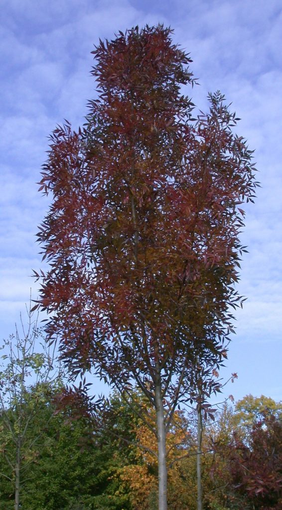 Fraxinus angustifolia ’Raywood’ – med røde årsskudd og gode høstfarger