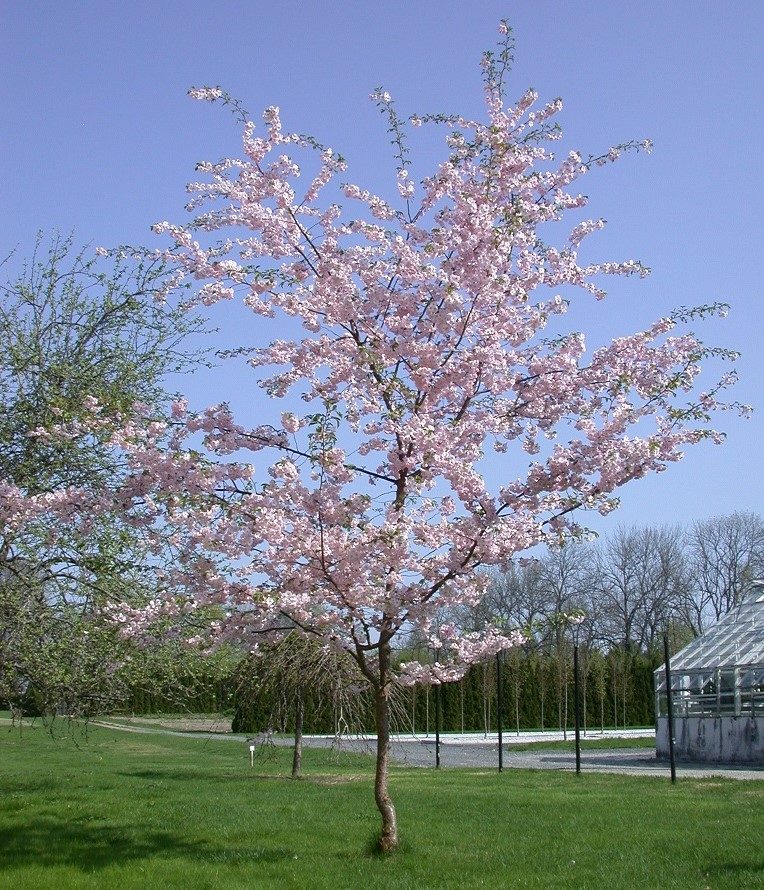 Prunus ’Accolade’ – en æresbevisning i rosa om våren