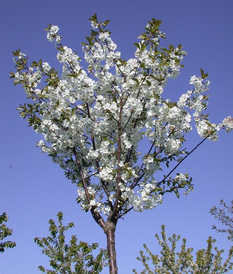 Prunus x gondouinii ’Schnee’ – sterile kirsebærtrær med kompakt krone