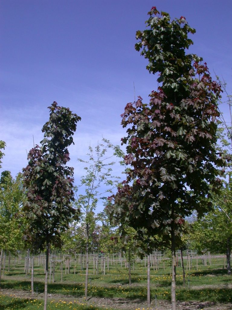 Acer platanoides ’Deborah’ – spisslønn med tilleggspryd