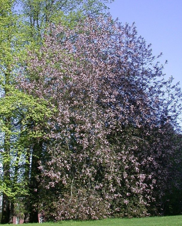 Prunus padus ’Colorata’ – hegg med rosa blomster