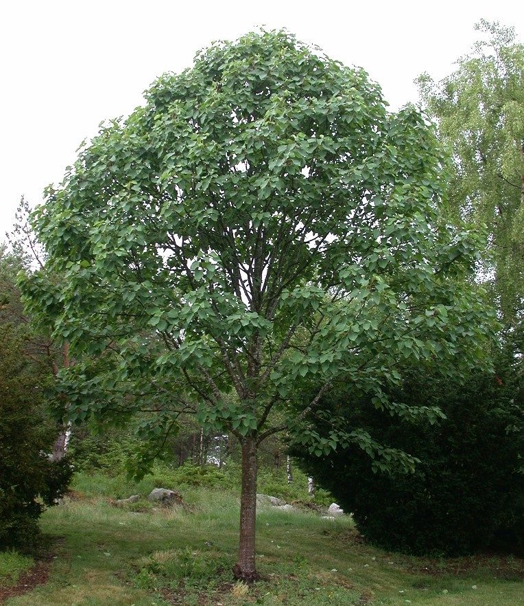 Populus x wilsocarpa ’Beloni’ – praktfull, men sart storbladpoppel
