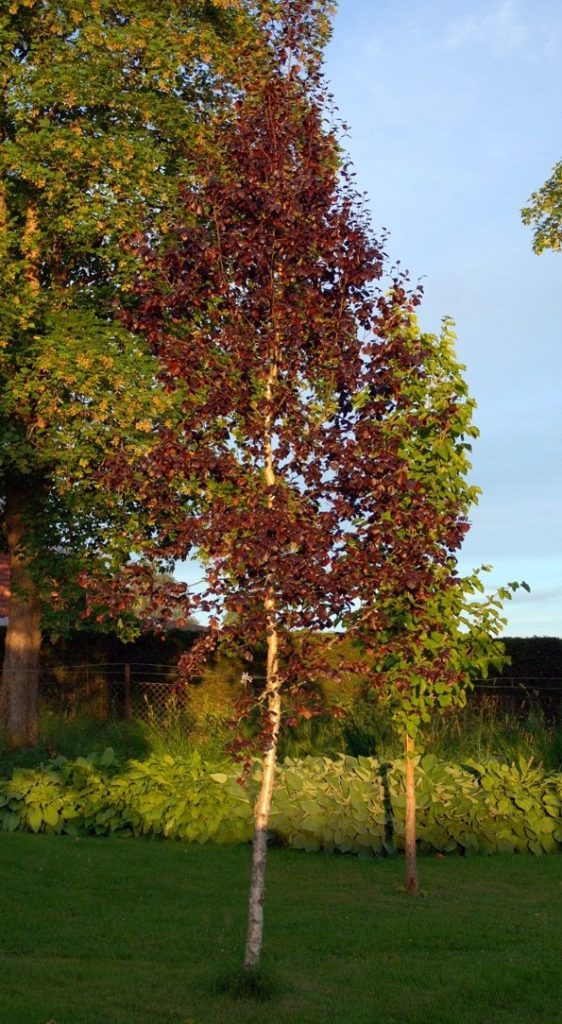 Betula pubescens ‘Rubra’ – dunbjørk med røde blader