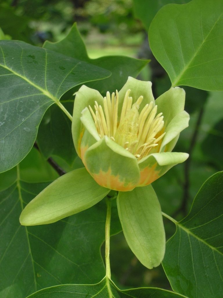Liriodendron tulipifera – en magnolia-slektning med tulipanlike blomster