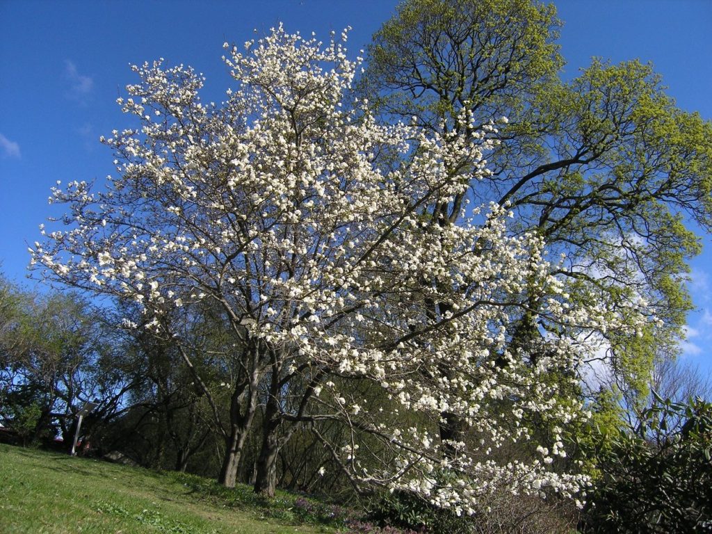 Magnolia kobus var.  borealis – trær med praktfull vårblomstring