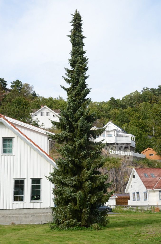 Picea omorika – slank gran med fint fargespill