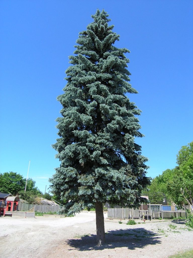 Picea pungens – en vintersterk gran med stive, blå nåler