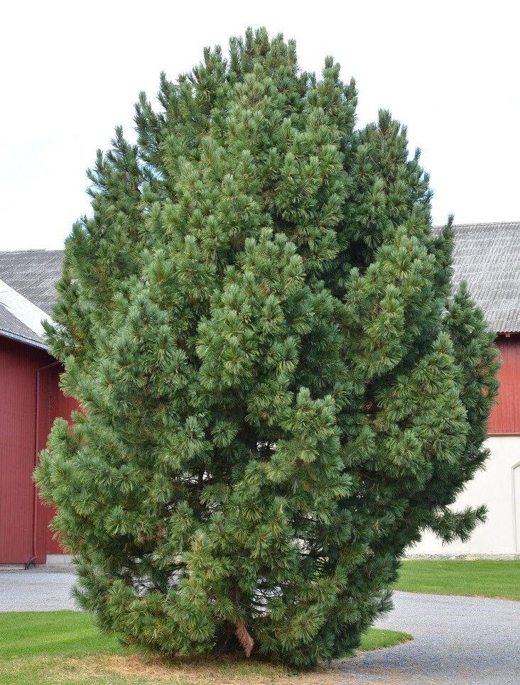 Pinus sibirica – en tettvokst furu fra Sibir